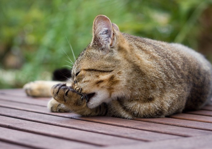 寝そべって前足を噛む猫の横顔