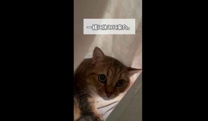 こちらを見る猫（一緒に休みに来た）