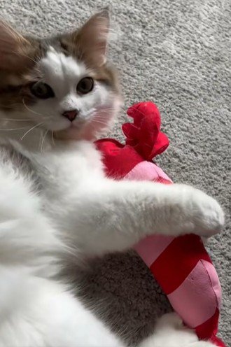 ぬいぐるみに抱きつく猫