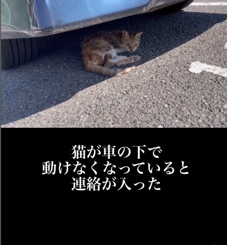 車の下にいる猫