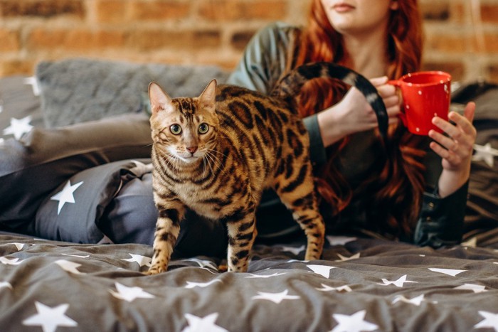 女性とベンガル猫