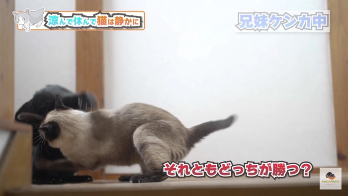 シャム猫のタックル