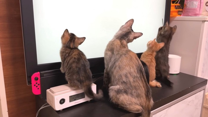 右側に頭を傾ける猫たち