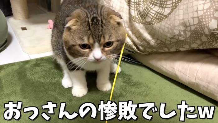 緑色のカーペットの上に立つ猫