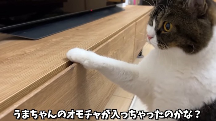 前足を家具にかけて立つ猫