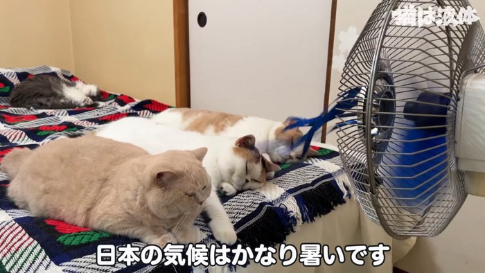 扇風機の前にいる3匹の猫