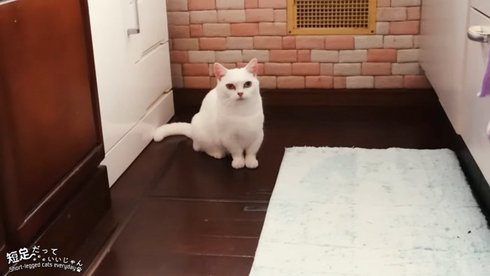 奥で座る猫