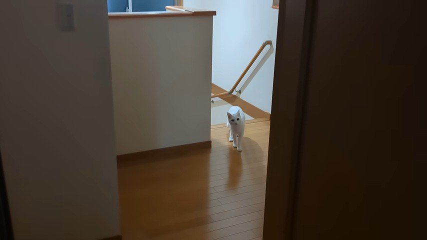 階段を上がって来た猫