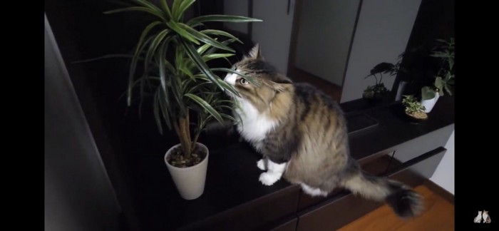 造花のにおいを嗅ぐ猫