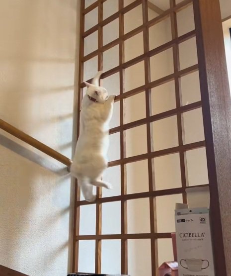 格子から降り始める白猫