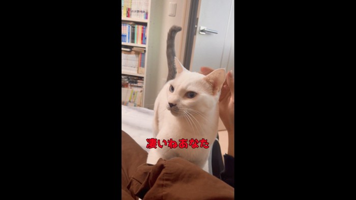 パワー系のハクくん