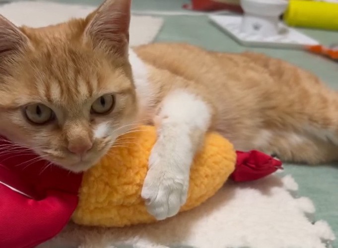 蹴りぐるみを抱く子猫