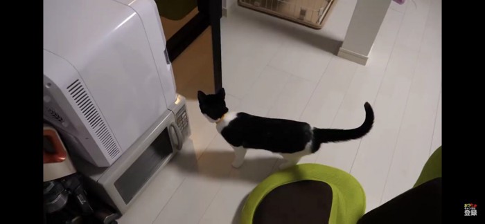 扉の外を覗く猫