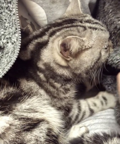 パパの胸に抱かれるアメリカンショートヘア