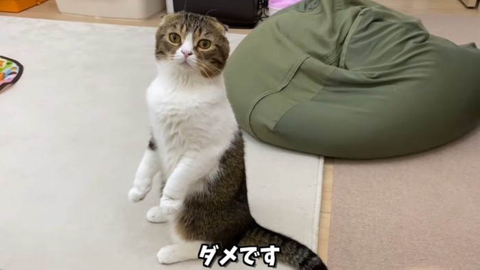 立ち上がる猫