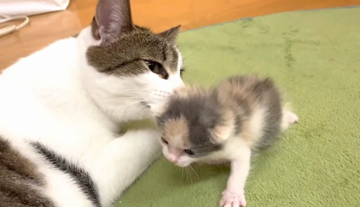 子猫のお世話を始めたゆうちゃん