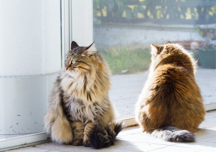 2匹の長毛の猫