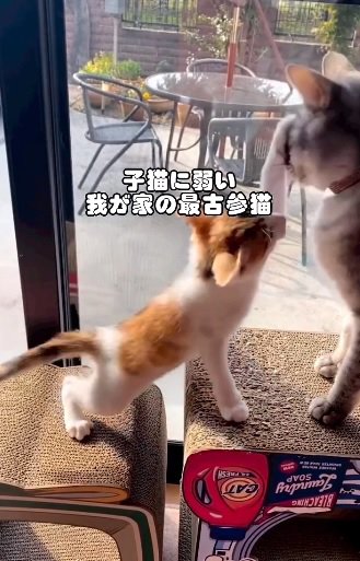 子猫にパンチされる