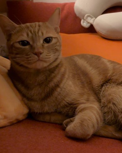 真顔の猫