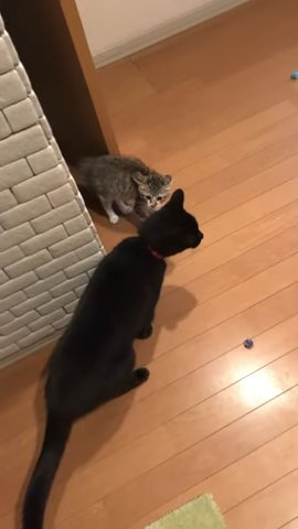 ドアから出てきた子猫と黒猫