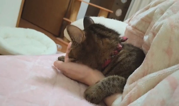 人の手に顔を乗せる猫