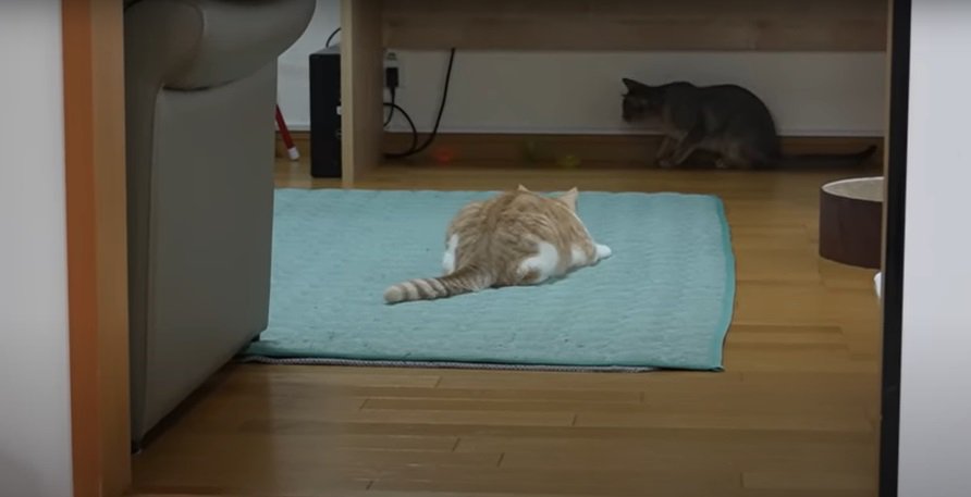 猫の後ろ姿