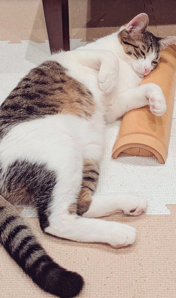 床に寝そべる猫