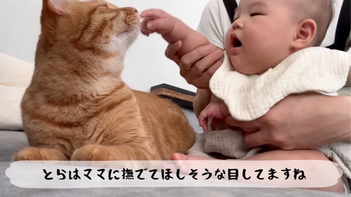 ママさんの方を見る猫