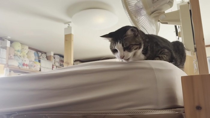 文句がありそうな顔をした猫が下の方を見ながら鳴いている様子