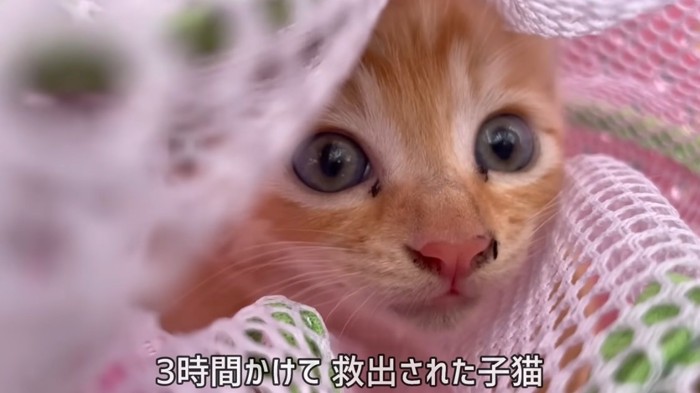 救出された子猫