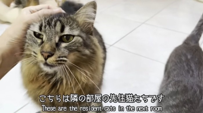 なでられている猫