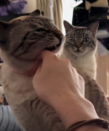 ガン見する猫