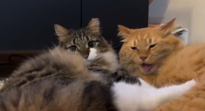 2匹の猫（茶トラが口をあける）