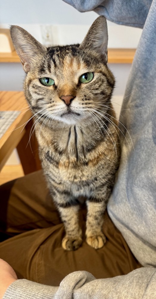 膝の上に乗る猫