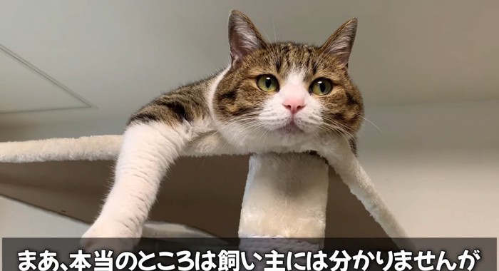 前足を伸ばす猫