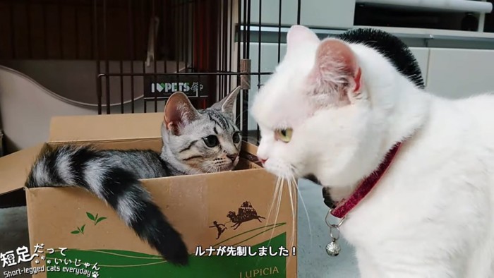 白猫と子猫