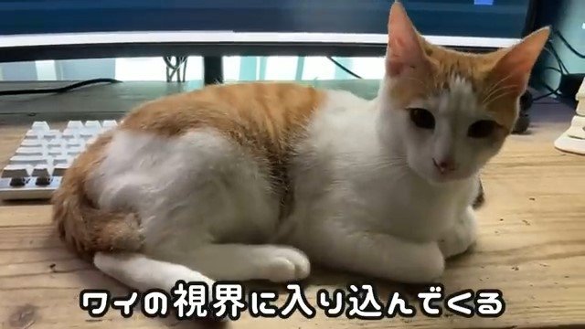 パソコンの前の猫