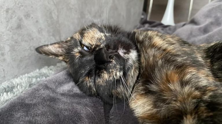 寝ている猫