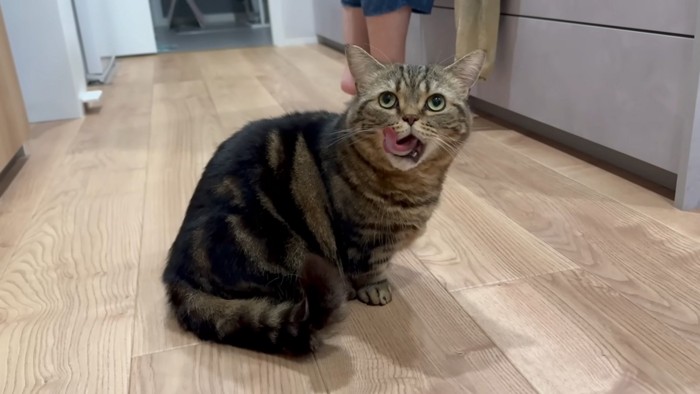 満足げな猫