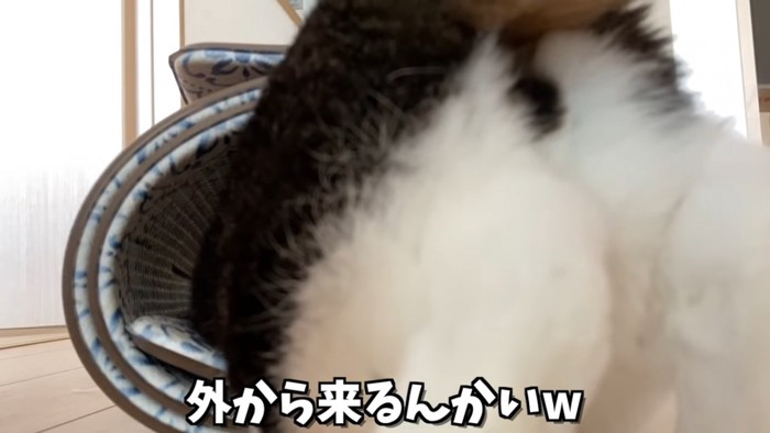 猫のお尻