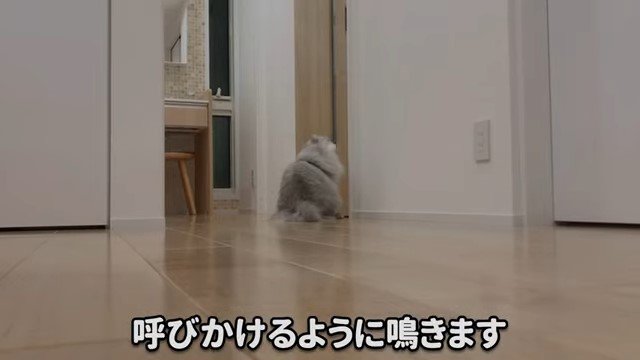 ドアの前の猫