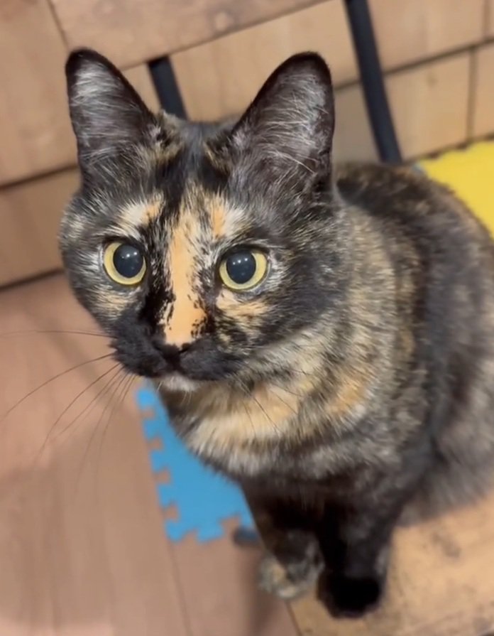 鳴く猫