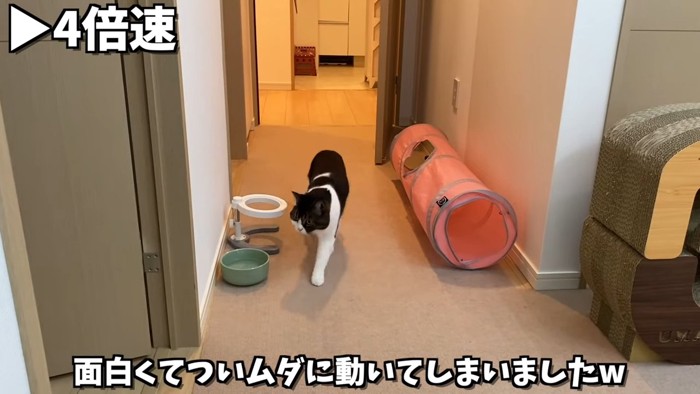 歩いてくる猫