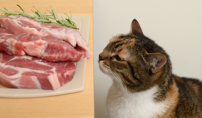 テーブルに置かれた豚肉を見つめる猫