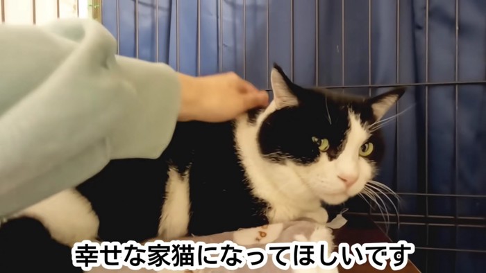 テロップ「幸せな家猫に～」