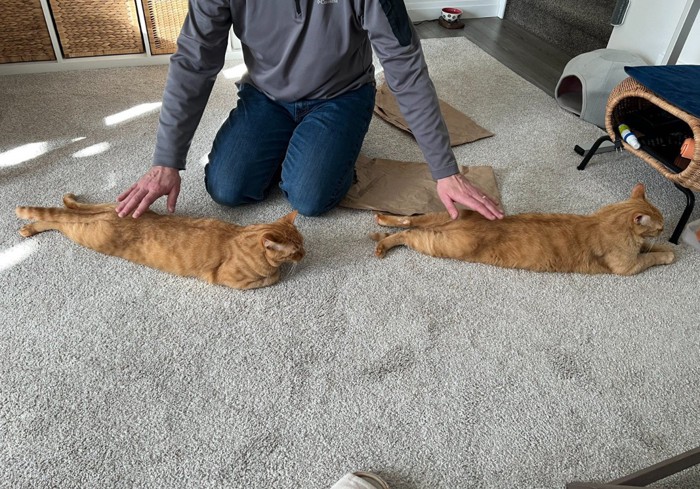 尻を撫でてもらう縦に並ぶ2匹の猫