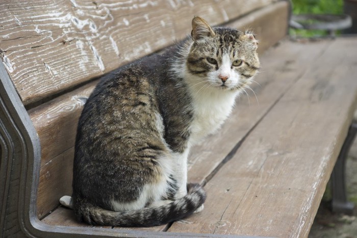 しっぽマフラーの猫