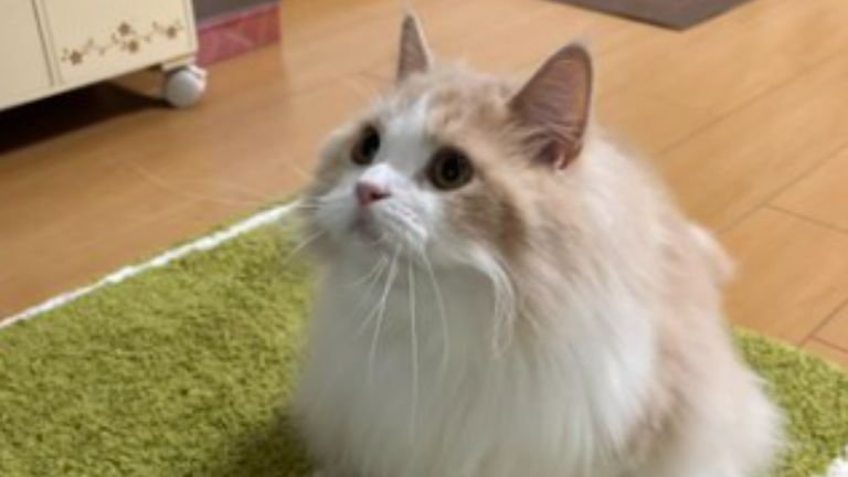 室内にいる猫