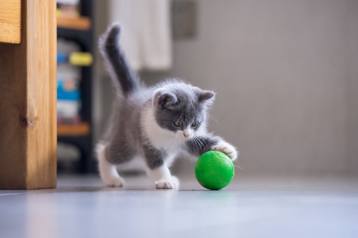 ボールで遊ぶ子猫