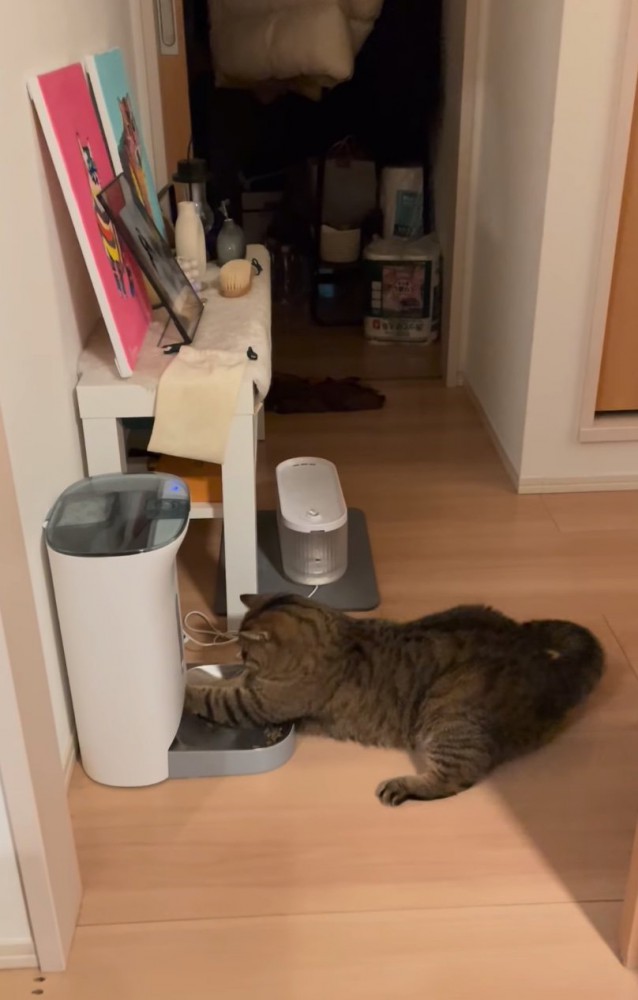 前足を突っ込む猫2